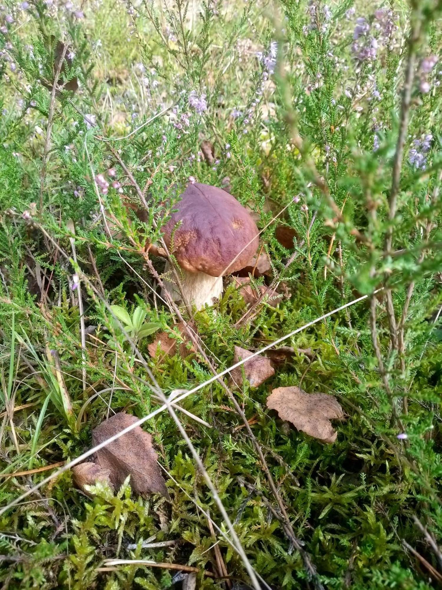 Domek Na Kaszubach, Borowy Mlyn, Jezioro Gwiazda, Sauna, 3 מראה חיצוני תמונה